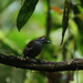 Sooty Antbird - Photo (c) Shiripuno Lodge, all rights reserved, uploaded by Shiripuno Lodge