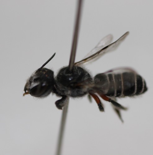 Megachile terminata