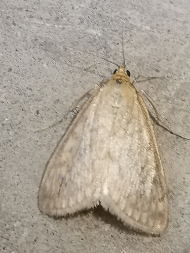 Dimorphic Sitochroa Moth