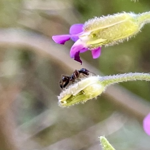 iNaturalist observation photo of Neogagates-group Field Ants
