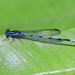 Argia concinna - Photo (c) Judd Patterson, όλα τα δικαιώματα διατηρούνται, uploaded by Judd Patterson