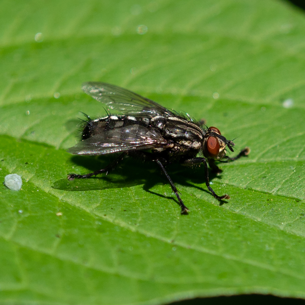 Common Flesh Flies From Petrogradsky District, St Petersburg, Russia On 