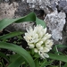 Allium erdelii - Photo (c) הילה לוטן, todos los derechos reservados, subido por הילה לוטן