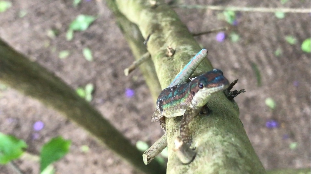 bluetail-day-gecko-from-trou-aux-biches-golf-course-triolet