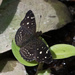 Mariposa Lunita de Guatemala - Photo (c) Karen Chiasson, todos los derechos reservados, subido por Karen Chiasson
