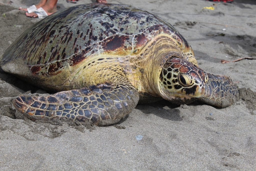 Green Sea Turtle
