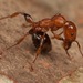 Muscular Ants - Photo (c) stevo1, all rights reserved