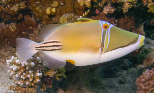 Arabian Picasso Triggerfish