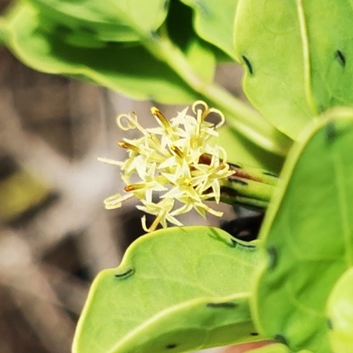 Porophyllum punctatum (Mill.) S.F.Blake