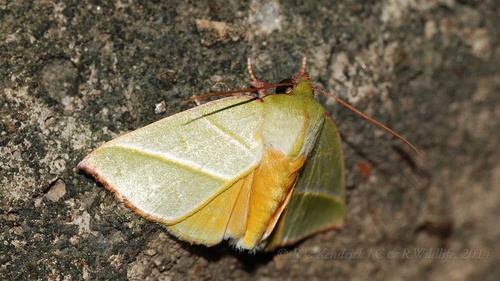 Hylophilodes tsukusensis Nagano, 1918