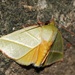 Hylophilodes - Photo (c) Roger C. Kendrick, all rights reserved