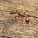 Aphaenogaster fulva - Photo (c) Clarence Holmes, όλα τα δικαιώματα διατηρούνται, uploaded by Clarence Holmes