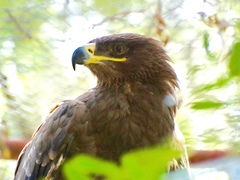 Image of Aquila nipalensis