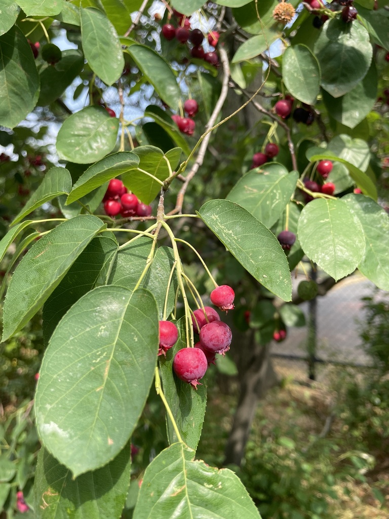 common serviceberry from St. Nicholas Park, New York, NY, US on June 14 ...