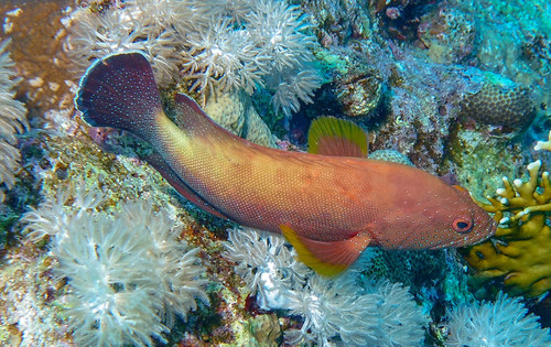 Cephalopholis hemistiktos (Rüppell, 1830)