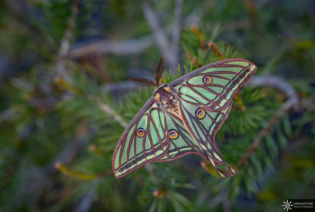 Spain Graellsia　isabellae　78mm Graellsia Isabellae REPLICA Framed Green Spanish Moon Moth