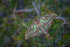 Spanish Moon Moth (Graellsia isabellae) · iNaturalist
