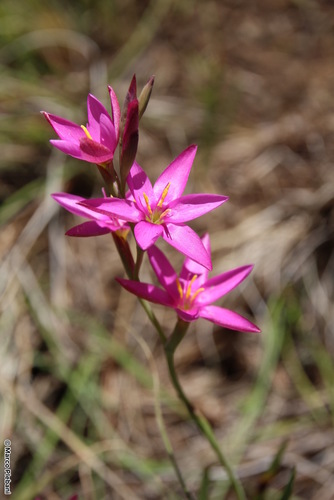 Hesperantha baurii