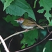 Dark-necked Tailorbird (Northern) - Photo (c) D Diller, all rights reserved, uploaded by D Diller