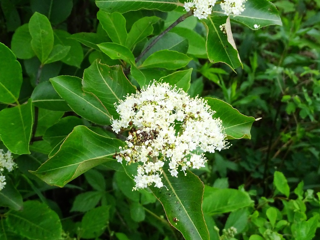 northern wild raisin from SaintDonatdeMontcalm, QC J0T, Canada on