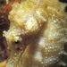 Observation photo