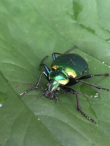 Texas Green Calosoma