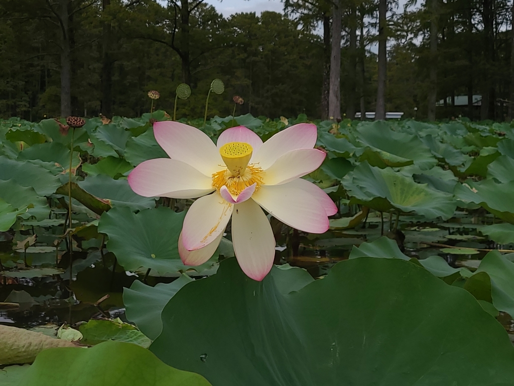 Nelumbo nucifera - Wikipedia, la enciclopedia libre