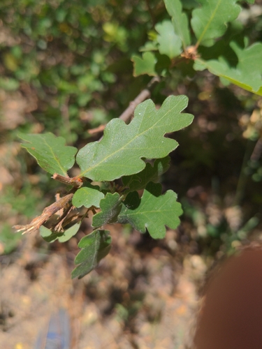 iNaturalist observation photo of oaks