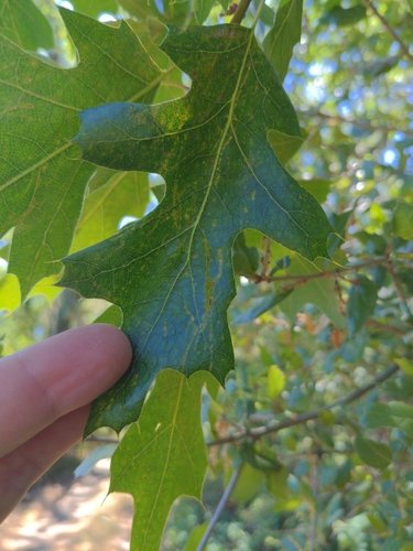 iNaturalist observation photo of oaks