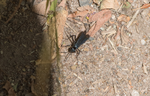 photo of Blue-black Spider Wasps (Anoplius)