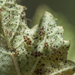 photo of (Corythucha spinosa)