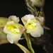 Rodriguezia granadensis - Photo (c) Daniel Mesa, all rights reserved, uploaded by Daniel Mesa