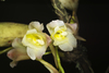 Rodriguezia granadensis - Photo (c) Daniel Mesa, all rights reserved, uploaded by Daniel Mesa