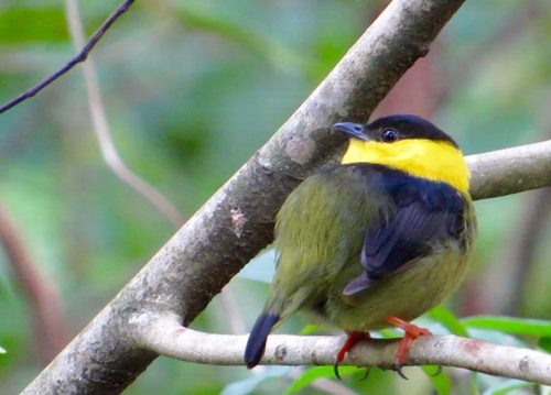 Golden-collared Manakin