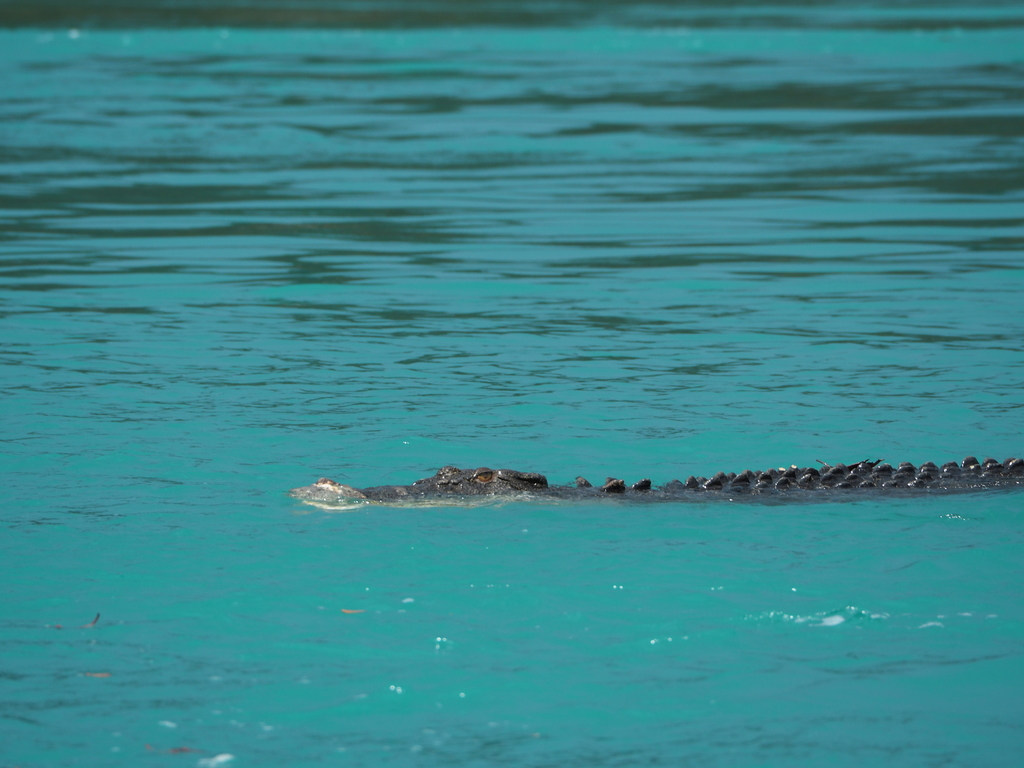 Cocodrilo Poroso (Crocodylus porosus) · NaturaLista Mexico