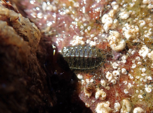 Chiton virgulatus