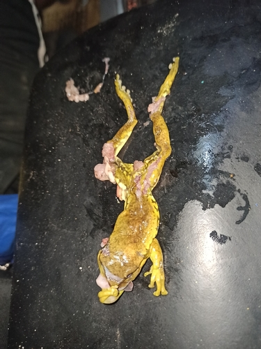 Mourning Tree Frog