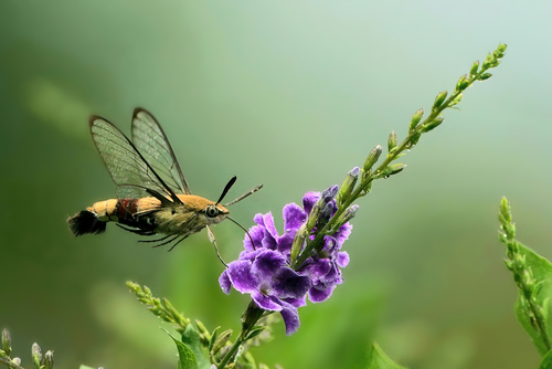 Pellucid Hawkmoth