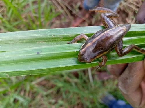 Galam white-lipped frog