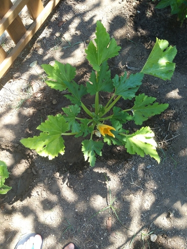 Cucurbita melopepo ssp. melopepo