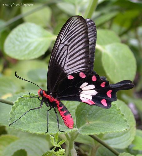 Subspecies Pachliopta aristolochiae goniopeltis · iNaturalist