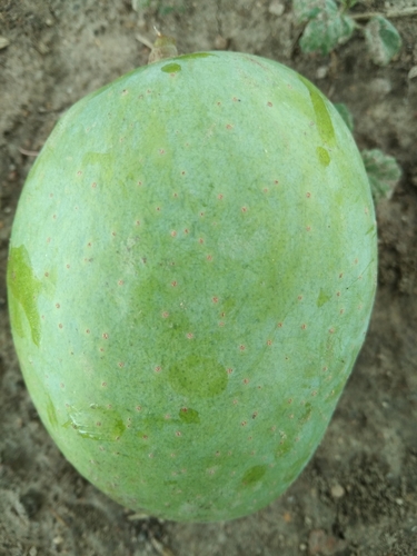 Indian mango