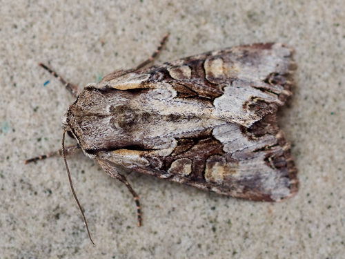 Light Brocade