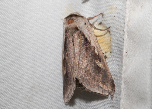 Cattail Borer Moth (Bellura obliqua)