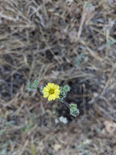 iNaturalist observation photo of tarweeds, silverswords, and allies