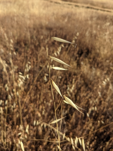 iNaturalist observation photo of Oats