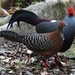 Siamese Fireback - Photo (c) D Diller, all rights reserved, uploaded by D Diller