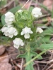 Cut-leaved Selfheal - Photo (c) Ivano Marques, all rights reserved, uploaded by Ivano Marques