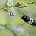 Megachile disjunctiformis - Photo (c) thetain, all rights reserved, uploaded by thetain