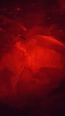 Lepidochelys olivacea image